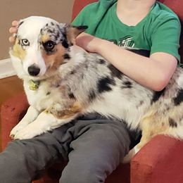 Bennie - American Corgi
