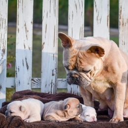 French Bulldog Puppies from ImAgem Frenchies