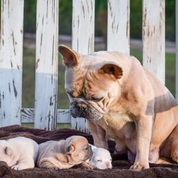 French Bulldog Puppies from ImAgem Frenchies