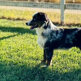 Miniature Australian Shepherds from Battle Born Mini Aussies