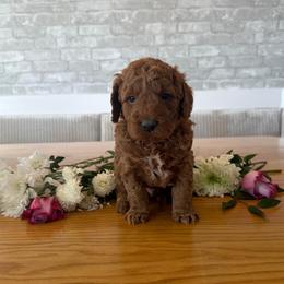 Sage - Apricot male Goldendoodle puppy in Payson, Utah from Country Sky Doodles