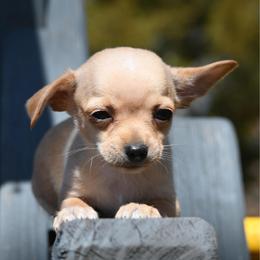 Targaryen runt - Fawn male Chihuahua puppy in Seneca, Missouri from Stephanie’s Puppy Colony