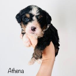 Athena - Tri-color female Bernedoodle puppy in Auburn, Indiana from Martin’s Doodles