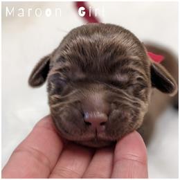 Goldendoodle, Labradoodle, Labrador Retriever, Poodle, and Sheepadoodle Puppies from Apple Creek Doodles