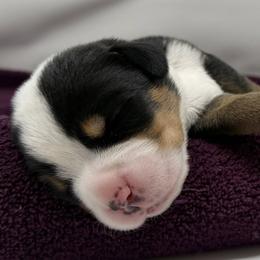 Aqua Girl - Black, white and red female Greater Swiss Mountain Dog puppy in Oregon City, Oregon from Runamuck's Greater Swiss Mountain Dogs