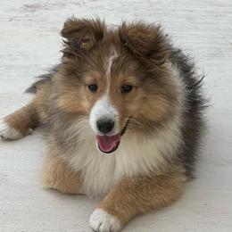 Scooby - Sable and white male Shetland Sheepdog puppy in Kerville, Texas from Cedar Hill Kennels