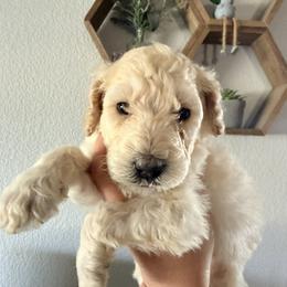Goldendoodle Puppies from Fiala Goldendoodles