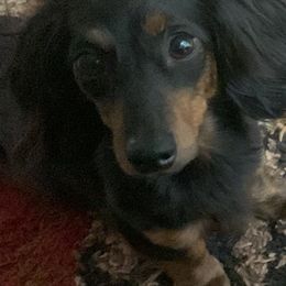 Dachshunds from Grimm Tailed Doxies