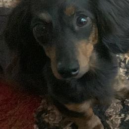Dachshunds from Grimm Tailed Doxies