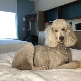 Ginger  - Poodle
