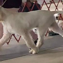 Girl 4 - White female Spinone Italiano puppy in Kent County, Delaware from Ilvolare Spinone