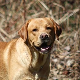 Apollo  - Labrador Retriever
