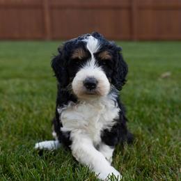 Faye - Tri-color female Bernedoodle puppy in Fishers, Indiana from Fishers Bernedoodles