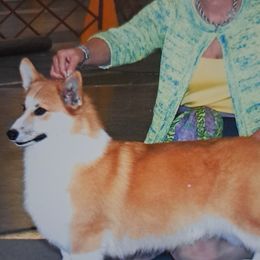 ROCKET - Pembroke Welsh Corgi