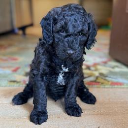 Loch - Sable male Goldendoodle puppy in Pollock Pines, California from Penny Lane’s Doodles