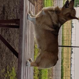 LT - Pembroke Welsh Corgi