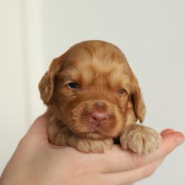 Yellow - Caramel male Australian Labradoodle puppy in Williamstown, New York from Lewis Manor Labradoodles