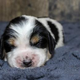 Brynn - Black white and tan female English Springer Spaniel puppy in Winchester, Kentucky from Hidden Springs Farm