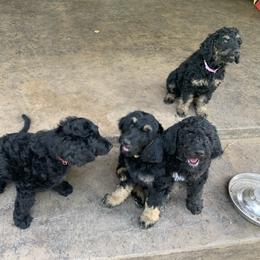 Goldendoodle Puppies from Solis Goldendoodles