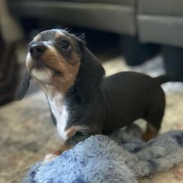 Lady Slipper- blue and tan wire hair - Blue and tan female Dachshund puppy in Bruceton, Tennessee from Dachshund Dreams (miniature)