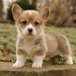 Cooper - Red male Pembroke Welsh Corgi puppy in Narvon, Pennsylvania from Corgi Companions (license number 18998)