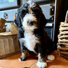 Black Male - Tri-color male Bernedoodle puppy in Coeur D’alene, Idaho from HooDoodles
