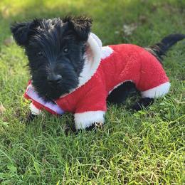 Scottish Terrier Puppies from Starlight Scotties