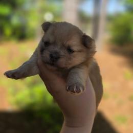 Chantel - Cream female Pomeranian puppy in Lumberton, Mississippi from Piney Woods Pomeranians