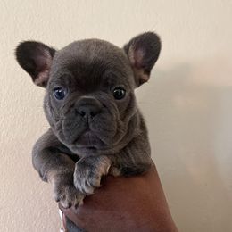 French Bulldog Puppies from Rodzina French Bulldogs