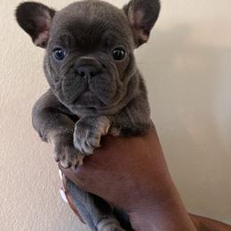 French Bulldog Puppies from Rodzina French Bulldogs