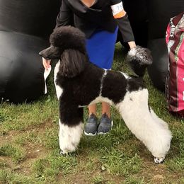 Miranda - Poodle