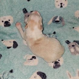 Blonde boy 1 - Gold male Border Collie puppy in Springtown, Texas from CRL Farms