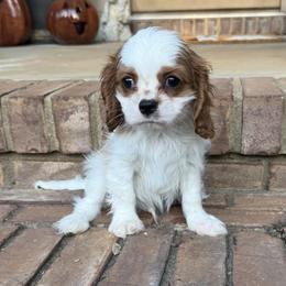 Hampton - Blenheim male Cavalier King Charles Spaniel puppy in Lula, Georgia from Cavaliers by Crumley