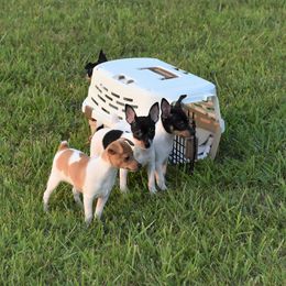 Toy Fox Terrier Puppies from DynAsty Toy Fox Terriers