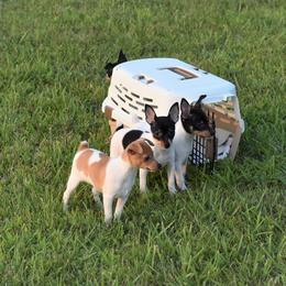 Toy Fox Terrier Puppies from DynAsty Toy Fox Terriers