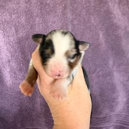 Blue merle male 1 - Black tri male Miniature American Shepherd puppy in Connecticut from Novus Kennels