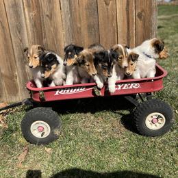 Collie Puppies from Jolly Collies