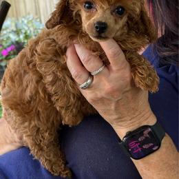 Red girl - Red  female Poodle puppy in Charlotte, North Carolina from Toy Poodle and Maltese Perfection