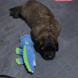 Red Collar - Reddish brown female Leonberger puppy in Perry County, Pennsylvania from Corazon de Leon Leonbergers