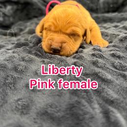 Hot pink girl - Golden female Golden Retriever puppy in Salt Lake City, Utah from Soaring golden retrievers