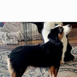 Nellie - Toy Australian Shepherd