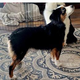 Nellie - Toy Australian Shepherd