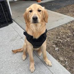 Rayven - Golden Retriever