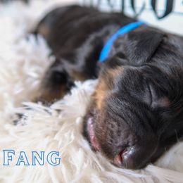 Bernedoodle Puppies from Atomic City Doodles