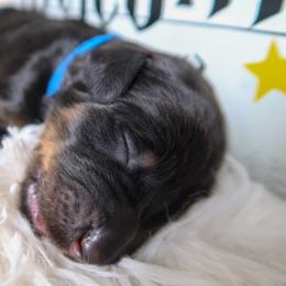 Bernedoodle Puppies from Atomic City Doodles