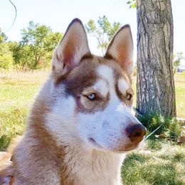 Veri - Siberian Husky