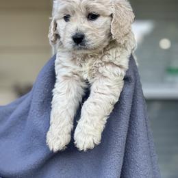 Cockapoo Puppies from East St. Poodles & Doodles
