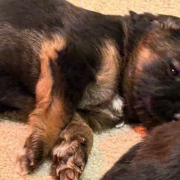 Female - Black and red female German Shepherd puppy in Winchester, Kentucky from Drache Feld