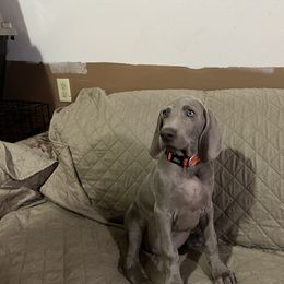 Girl - Silver gray Weimaraner puppy in Chokio, Minnesota from Witt Weimaraner Kennel