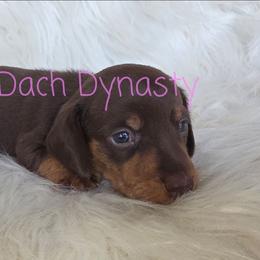 MAY 4000 - Chocolate and tan female Dachshund puppy in Gatesville, Texas from CJ's Dach Dynasty